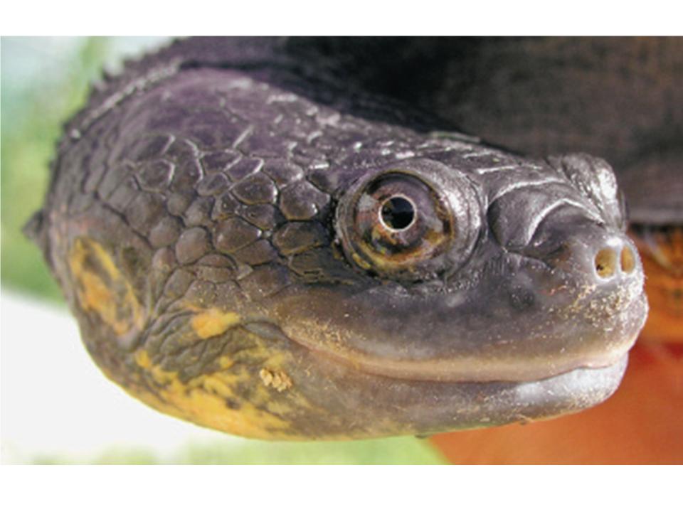 FIGURE 1 FIGURE 1